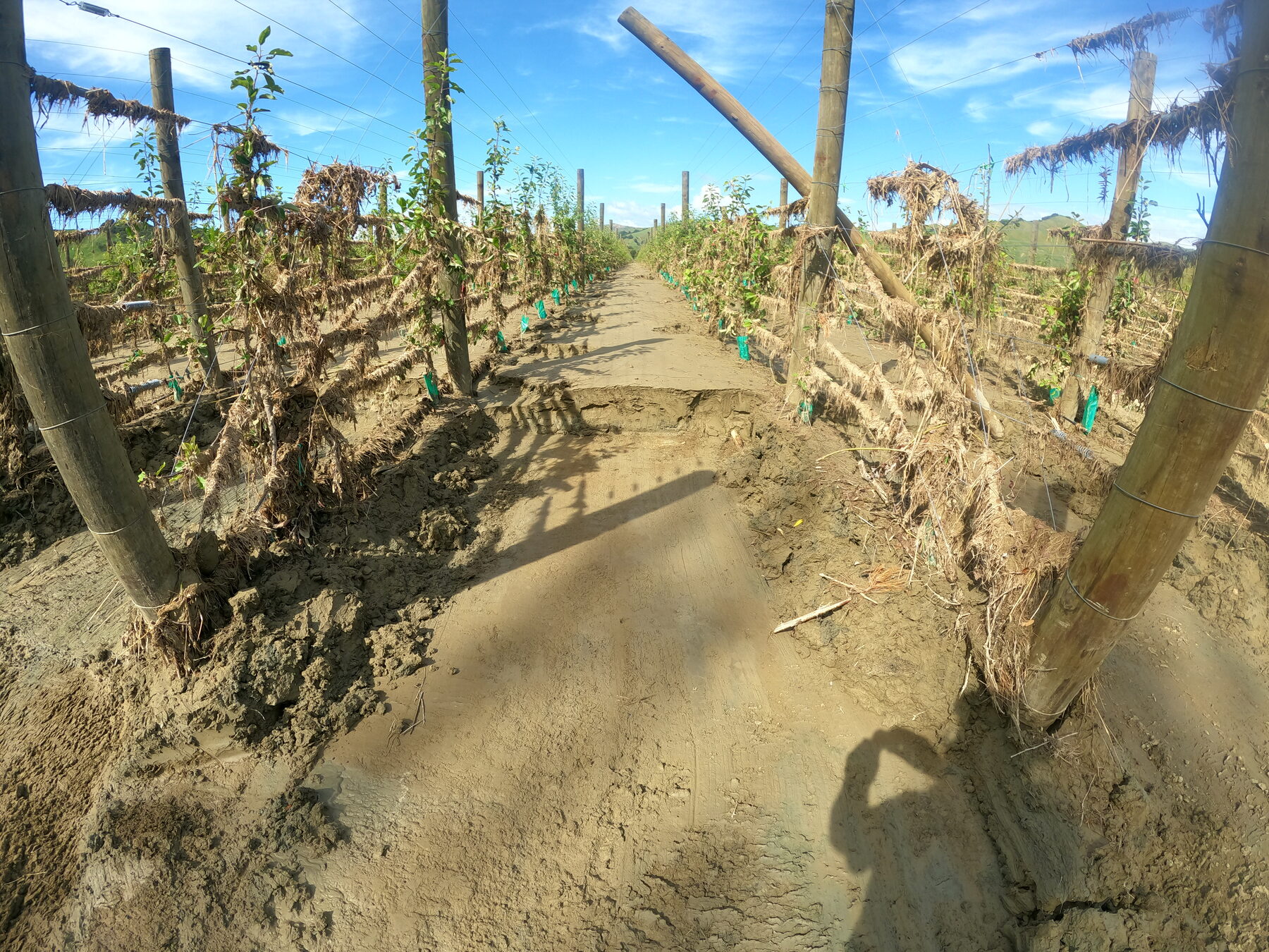 Wide view of a flood-damaged orchard row with leaning post