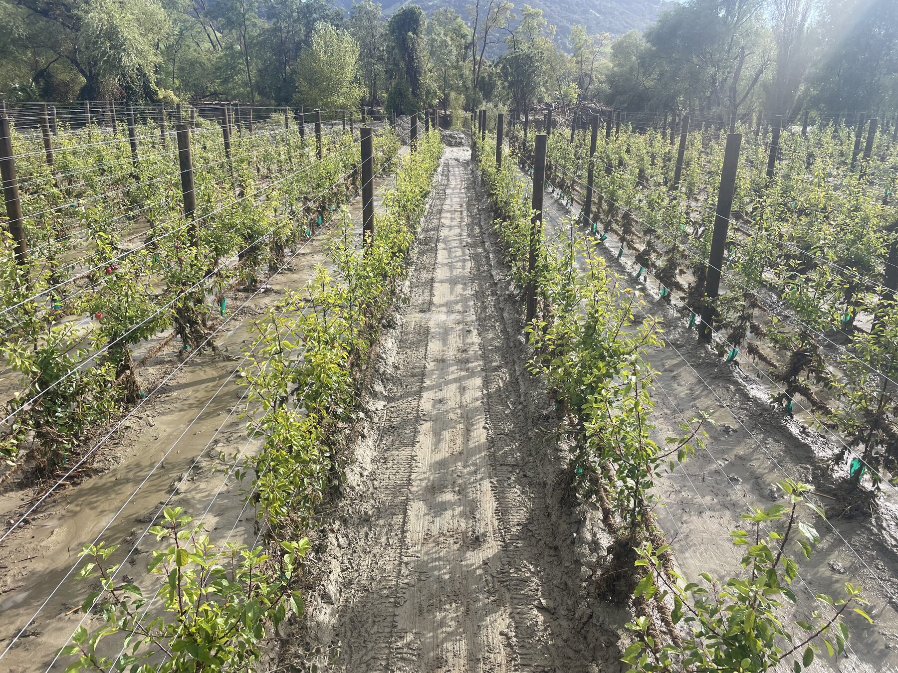 One orchard row cleared of silt, side by side with an uncleared row still buried in mud