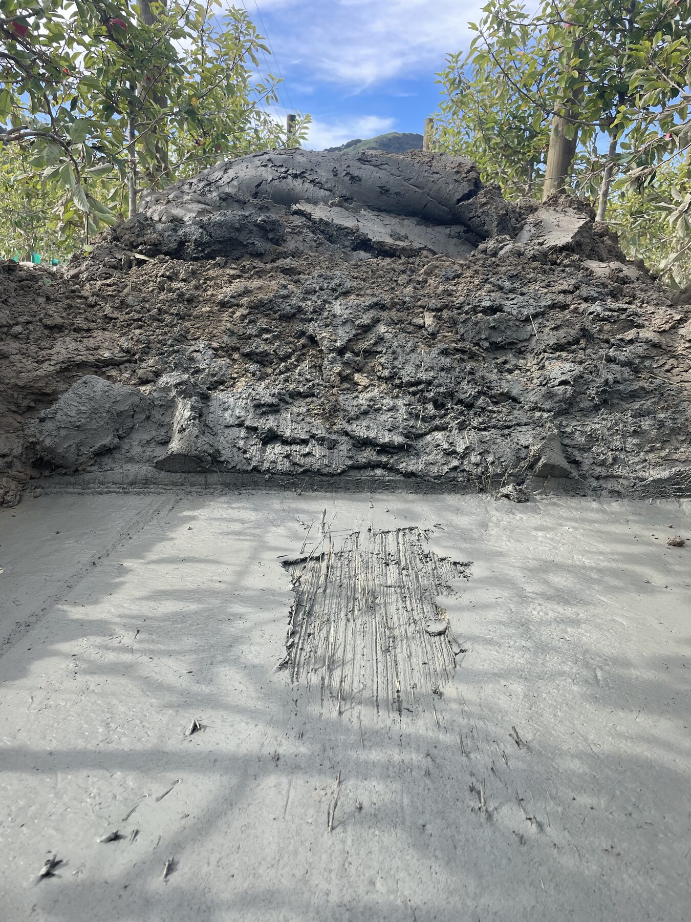 Large pile of silt stacked between orchard rows