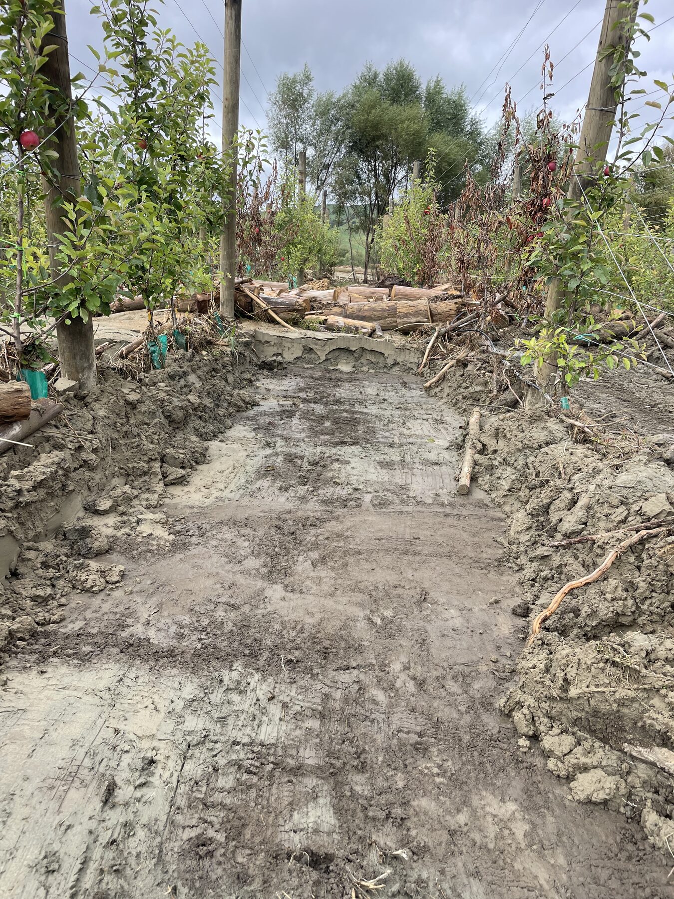 Cleared row with logs stacked beside it, apples still on the trees