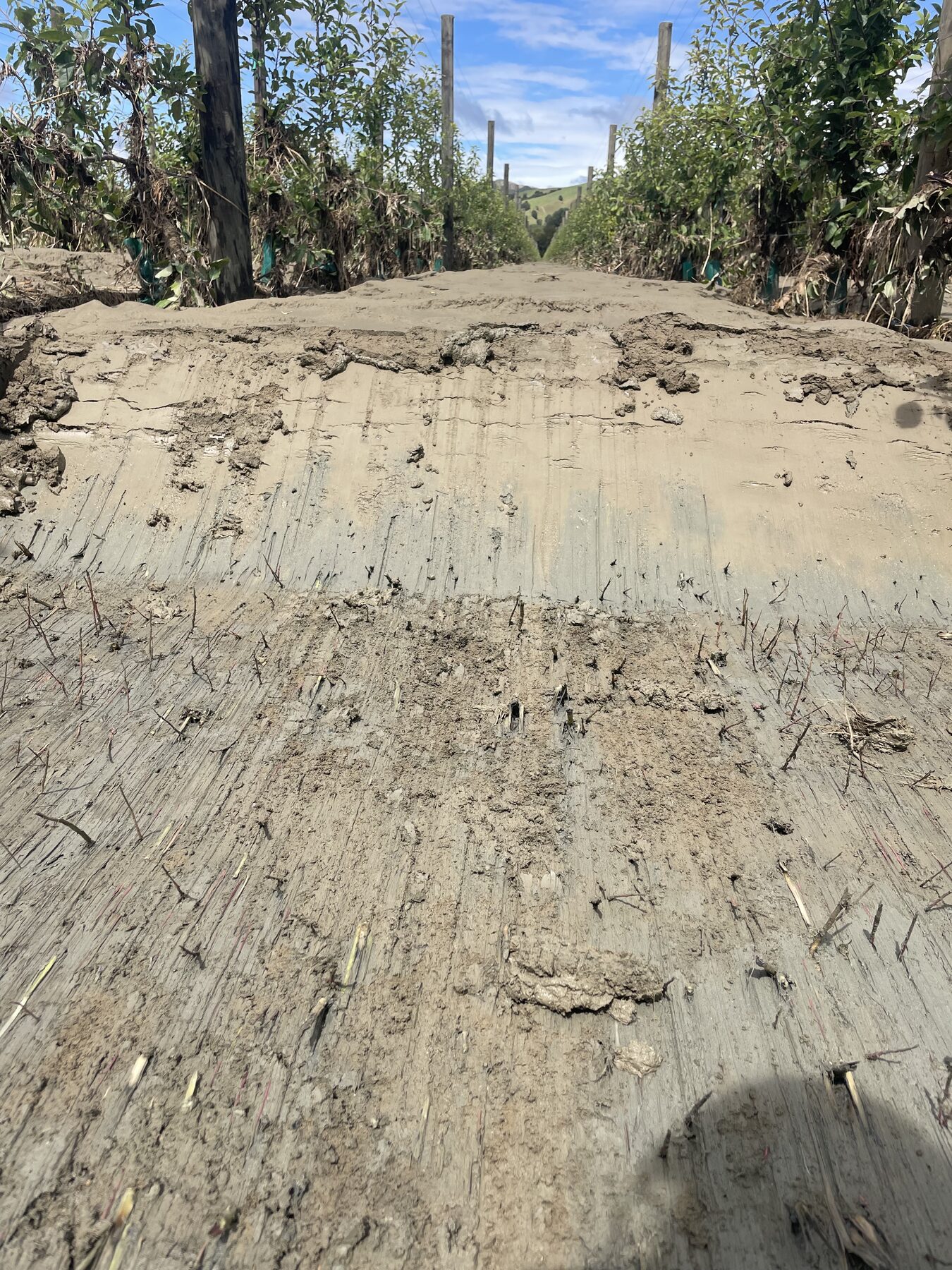 Deep silt banked over an orchard row