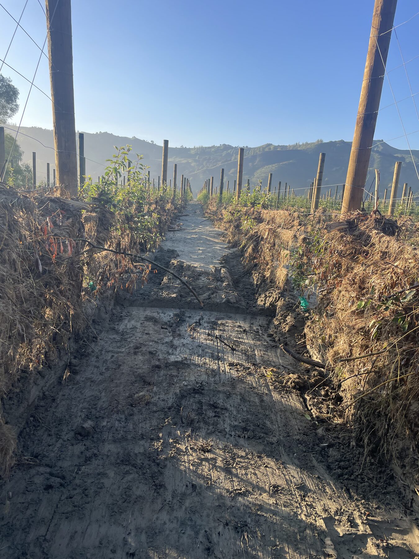 Cleared driveway between rows with debris pushed to the sides