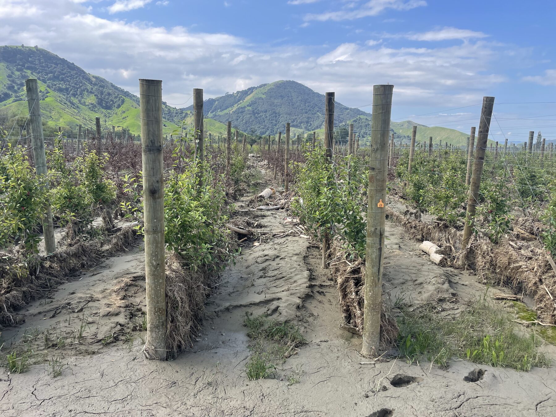 Driftwood and flood debris scattered among orchard posts
